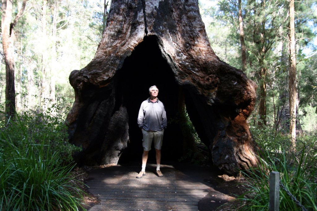 TINGLE-GIANT  TREE 